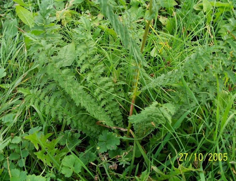 Filipendula vulgaris / Olmaria peperina